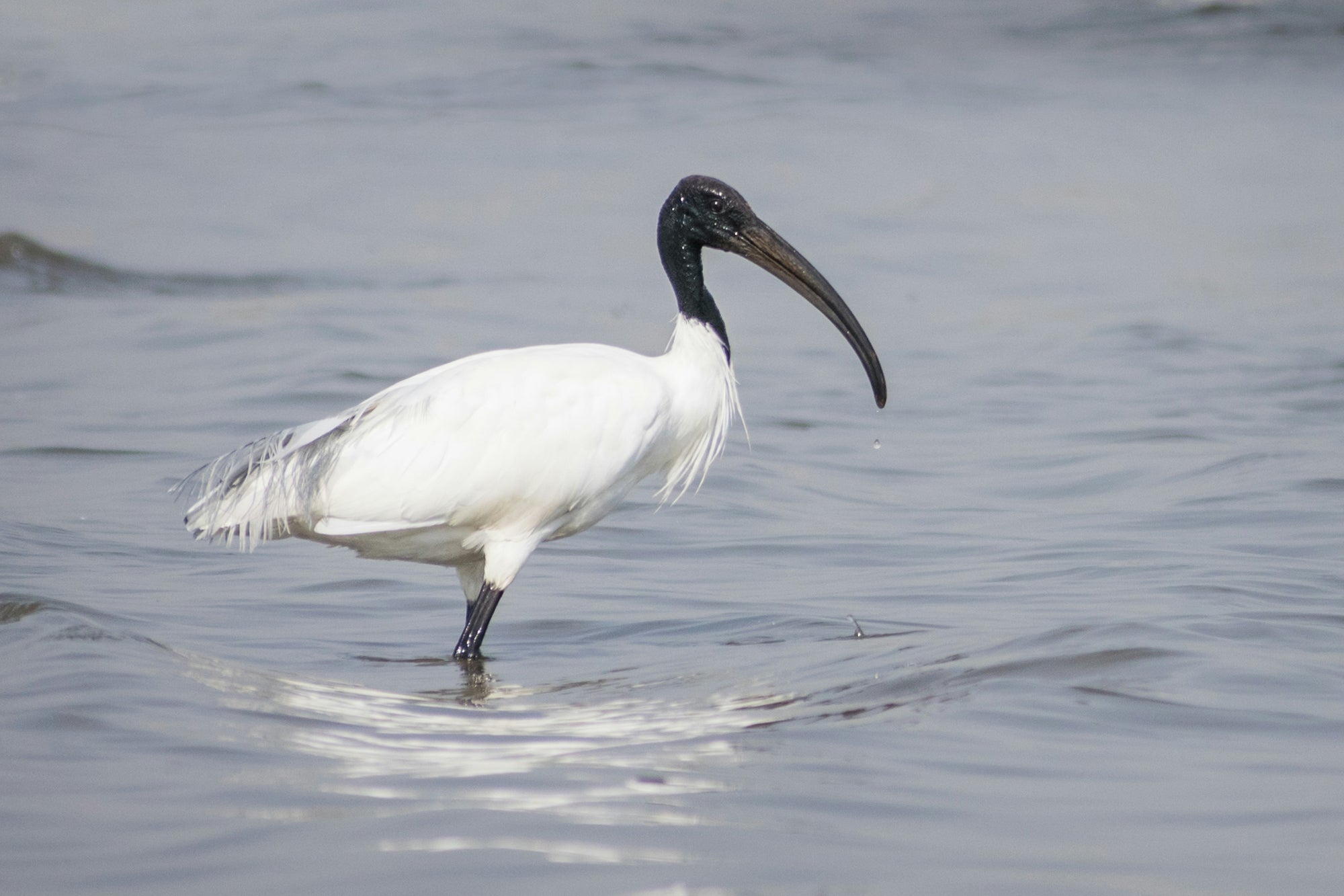 The Australian White IBIS | AKA "Bin Chicken"
