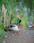 "Michael" | The Mallard Duck Pocket Knife