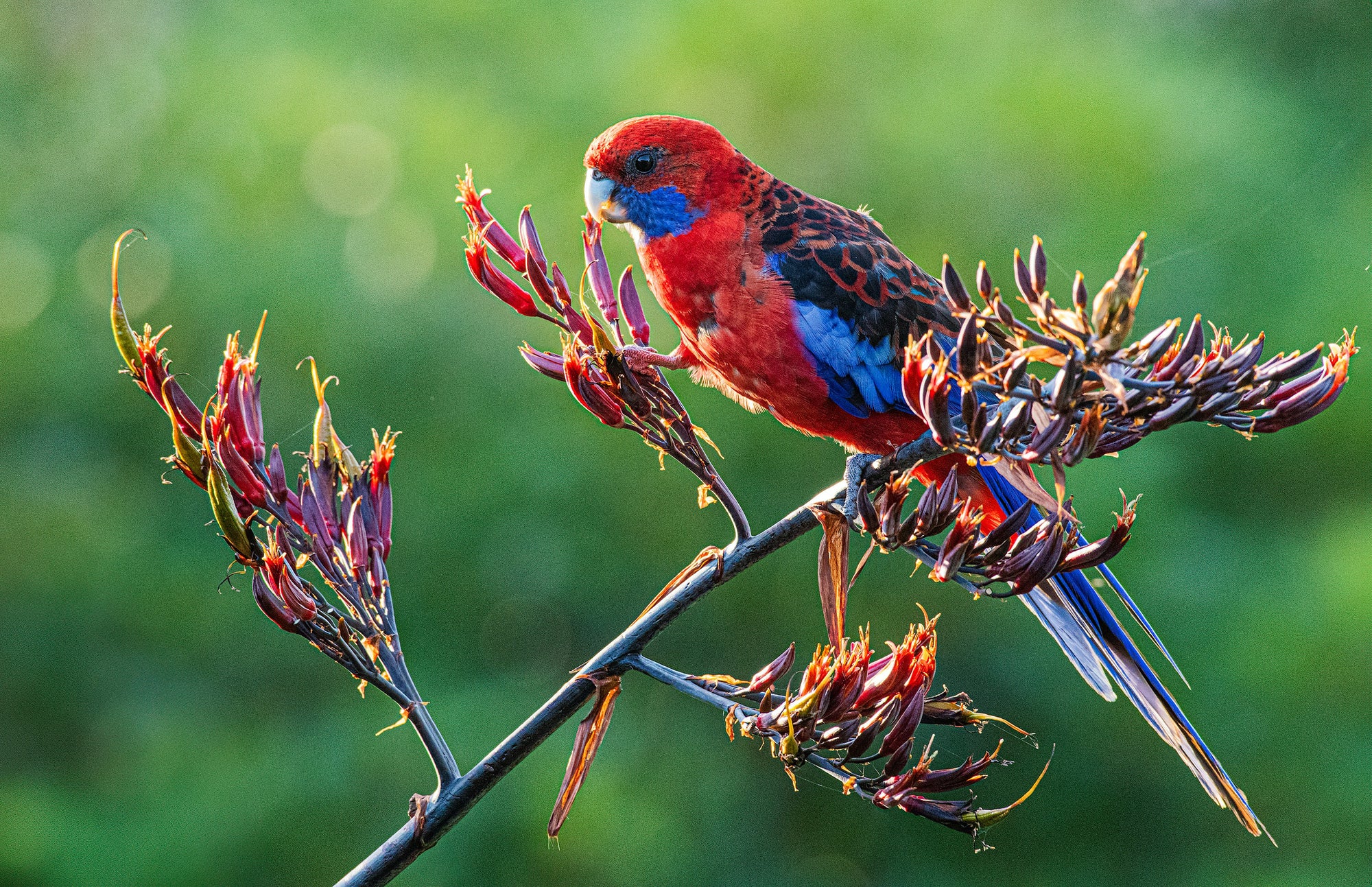 "Ruby" | The Crimson Rosella