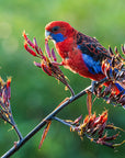 "Ruby" | The Crimson Rosella
