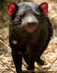 Trevor the Tassie Devil | The BBQ Boning Knife