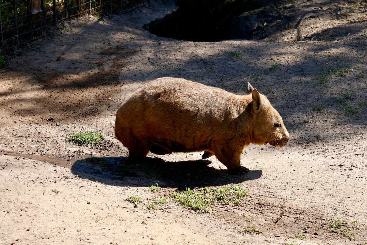 Will the Wombat | The BBQ Cleaver